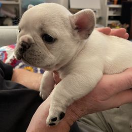 French Bulldog Puppies from JoJo French Bulldogs