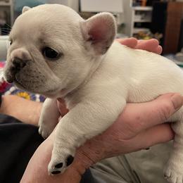 French Bulldog Puppies from JoJo French Bulldogs