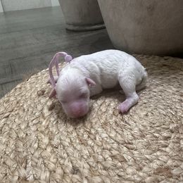 Pearl - White female Bichon Frise puppy in Gresham, Oregon from Lyudmyla Loves Puppies