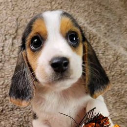 Australian Cattle Dogs and Beagles from McMillan Family Kennels