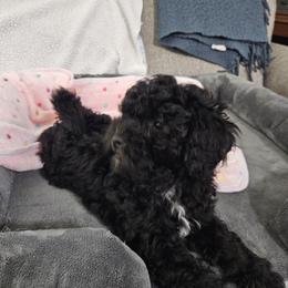Havapoo Puppies from Derbyville Havapoos