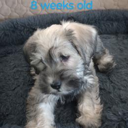 Schnoodle Puppies from Smart Schnauzers & Schnoodles