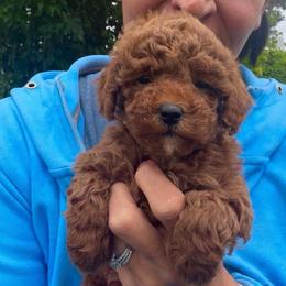 Petunia - Red  female Poodle puppy in Henefer, Utah from Mountain Valley Poodles