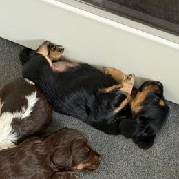 Dachshund Puppies from Monroe’s Hillcrest Dachshunds