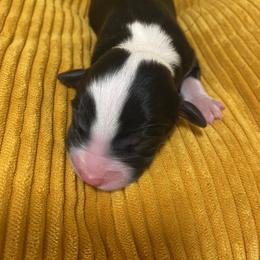 Miniature Australian Shepherd Puppies from Duncan’s Miniature Australian Shepherds