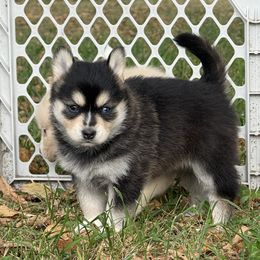 Cedar - Black and white female Pomsky puppy in Greenfield, Minnesota from SRF Pomskies