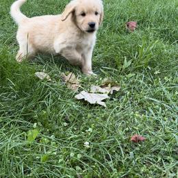 Bucket - Golden male Golden Retriever puppy in Lynn, Indiana from Four Seasons