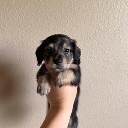 Lucas (yellow collar) - Black and cream male Dachshund puppy in Modesto, California from Once Upon a Mini Dachshund