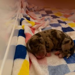 Saint - Merle male Cockapoo puppy in Lillington, North Carolina from Peace, Love, and Puppies at the Creek