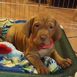 Vizslas from Dezertfyre Vizslas