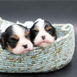Cavalier King Charles Spaniel Puppies from Capall Cavaliers