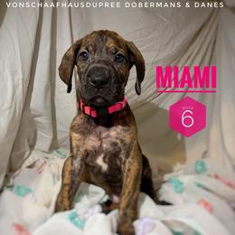 Miami - Brindle female Great Dane puppy in Columbus, Ohio from Von Schaaf Haus DuPree