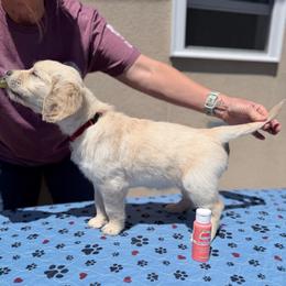 Girl 5 - Coral-Red - Light golden female Golden Retriever puppy in Mc Minnville, Tennessee from Wishaw Whisky Golden Retrievers