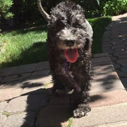 Bedlington Terrier Puppies from Elante Bedlingtons