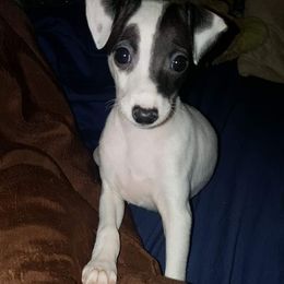 Italian Greyhound Puppies from Akaya Italian Greyhounds