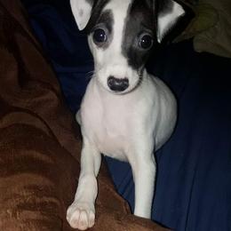 Italian Greyhound Puppies from Akaya Italian Greyhounds