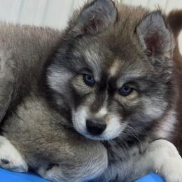 Sparkles - Agouti and white female Siberian Husky puppy in East Tawas, Michigan from BurnsBerg's Woolies