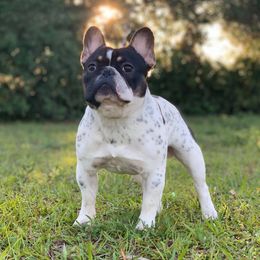 Dom - French Bulldog