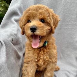 Peacock - Apricot male Goldendoodle puppy in Rush, New York from Care Bear Puppies