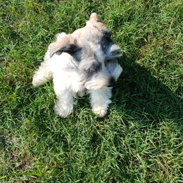 Miniature Schnauzer Puppies from Templin Pups