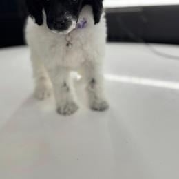 Miss Dulce - Parti female Poodle puppy in Gainesville, Florida from Pipsqueak Mansion Poodles