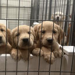Girl 3 - Golden female Golden Retriever puppy in Murrieta, California from The Golden Leash Kennels