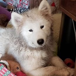 Ginny - Samoyed