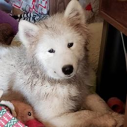 Ginny - Samoyed