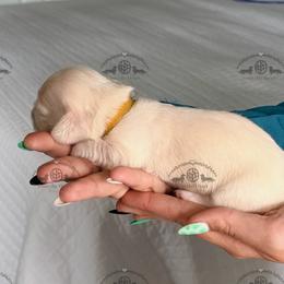 Miss. Yellow-3400 - Cream female Dachshund puppy in Sparr, Florida from From the Heart Doxies