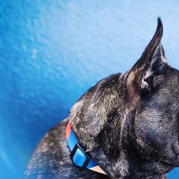 French Bulldog Puppies from PEERLESS French Bulldogs