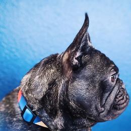 French Bulldog Puppies from PEERLESS French Bulldogs