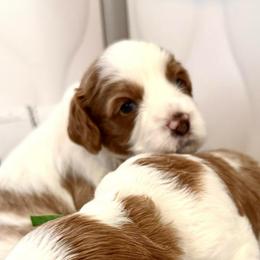 Boy 2 Atlas - Blenheim male Cavapoo puppy in Bountiful, Utah from PJs Puppy Love