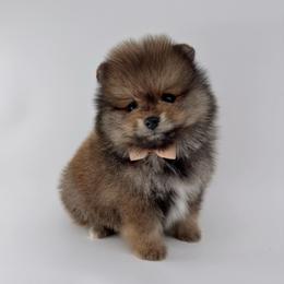 Sailor - Orange sable male Pomeranian puppy in California from Petite Poms Of CA