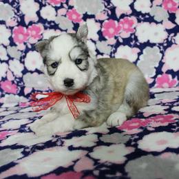 Ika - Gray and white female Siberian Husky puppy in Lunenburg, Vermont from SNOW WOOLY HUSKY