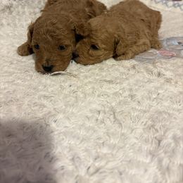 Pekingese and Poodle Puppies from Dogs lovers