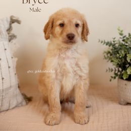 Bryce - Cream male Goldendoodle puppy in Lusby, Maryland from C&C Goldendoodles