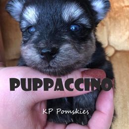 Pomsky Puppies from KP Pomskies LLC