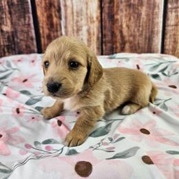 Ivy - Cream female Dachshund puppy in Malad City, Idaho from Mountain Sage Dachshunds