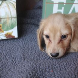 Molly - Cream female Dachshund puppy in Keota, Oklahoma from Skyview Doxie Ranch