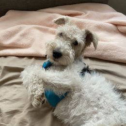 Rosie - Wire Fox Terrier