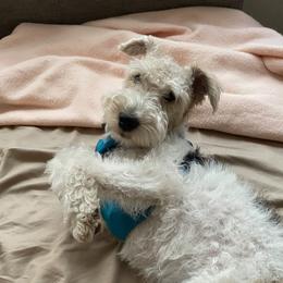 Rosie - Wire Fox Terrier