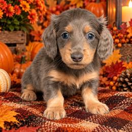 Voodoo - Gray (blue) and tan male Dachshund puppy in Fultonville, New York from Sandy Aussies, Mini Dachshunds & Pomeranians