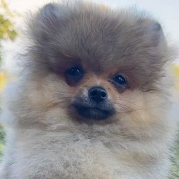 Tweety Bird - Orange female Pomeranian puppy in Sacramento, California from M-J’s AKC Breeder of Merit of Show Pomeranians