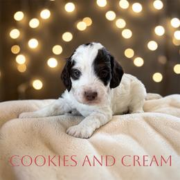 Cookies and Cream - Brown roan female Cockapoo puppy in Ellenburg Center, New York from Kristin's Puppies