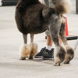 Poodles from Katie Hughes