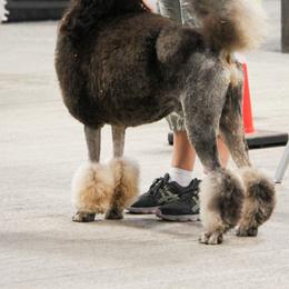 Poodles from Katie Hughes