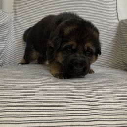 German Shepherd Puppies from Zwinger vom Schneider Wald