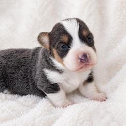 Girl 3 - Blue female Pembroke Welsh Corgi puppy in Beggs, Oklahoma from Blue Diamond Corgi’s