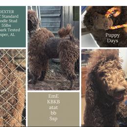 Dexter - Poodle
