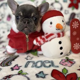 Knuckles - Tricolors female French Bulldog puppy in Sterling Heights, Michigan from Freshwater Frenchies
